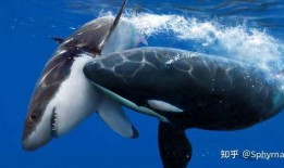 海洋爆料大白鲨视频大全,海洋爆料大白鲨视频大全揭秘